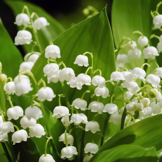 Lily Of The Valley Fragrance Oil Scented Oils For Body, Soap Making, Candle Making, Lotion, Perfume, Diffuser