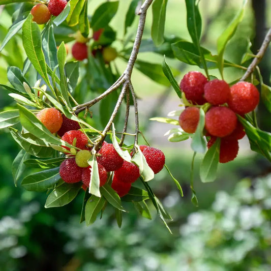 Bayberry Fragrance Oil Scented Oils For Body Soap Making Candle Making Lotion Perfume Diffuser