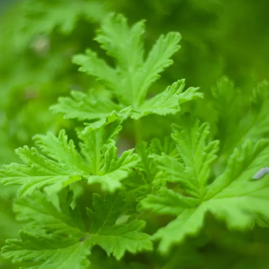 Citronella Fragrance Oil Scented Oils For Body Soap Making Candle Making Lotion Perfume Diffuser