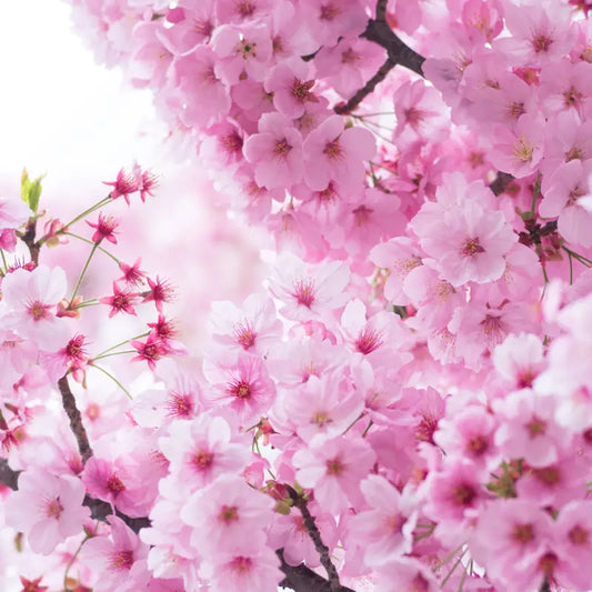 Japanese Cherry Blossom Fragrance Oil Scented Oils For Body Soap Making Candle Making Lotion Perfume Diffuser BUY 4 GET