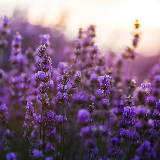 Lavender Fragrance Oil Scented Oils For Body Soap Making Candle Making Lotion Perfume Diffuser