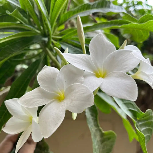 Nag Champa Fragrance Oil Scented Oils For Body Soap Making Candle Making Lotion Perfume Diffuser BUY 4 GET 2 FREE