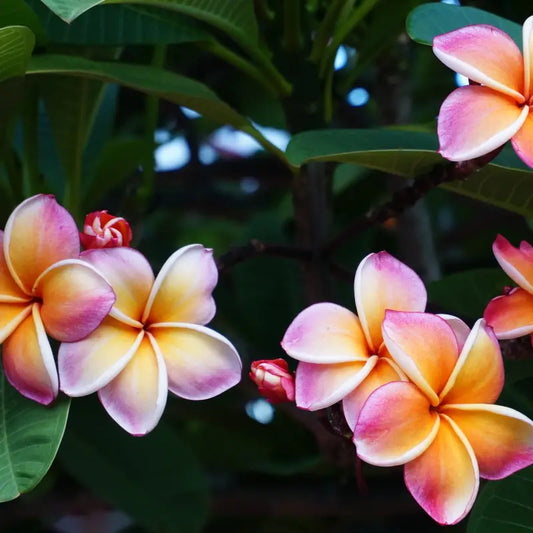 Plumeria Fragrance Oil Scented Oils For Body Soap Making Candle Making Lotion Perfume Diffuser BUY 4 GET 2 FREE