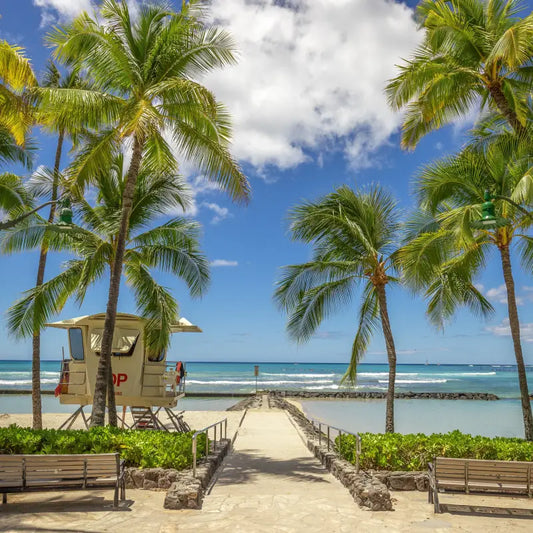 Wakiki B. Coconut Type Fragrance Oil Scented Oils For Body Soap Making Candle Making Lotion Perfume Diffuser BUY 4 GET