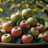 Apple Macintosh (Type) Fragrance Oil Scented Oils For Body, Soap Making, Candle Making, Lotion, Perfume, Diffuser