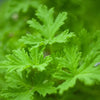 Citronella Fragrance Oil Scented Oils For Body, Soap Making, Candle Making, Lotion, Perfume, Diffuser