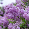 Eat It Raw Fragrance Oil Scented Oils For Body, Soap Making, Candle Making, Lotion, Perfume, Diffuser BUY 4 GET 2 FREE