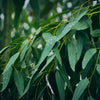 Eucalyptus Fragrance Oil Scented Oils For Body, Soap Making, Candle Making, Lotion, Perfume, Diffuser BUY 4 GET 2 FREE