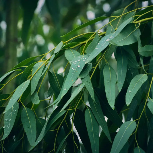 Eucalyptus Fragrance Oil Scented Oils For Body Soap Making Candle Making Lotion Perfume Diffuser BUY 4 GET 2 FREE