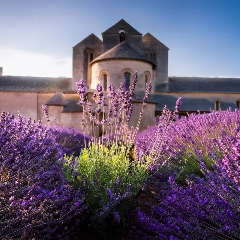 french perfume lavender plant French Lavender Fragrance Oil – Premium Scented Oils – Jersey Botanical