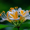 Honeysuckle Fragrance Oil Scented Oils For Body, Soap Making, Candle Making, Lotion, Perfume, Diffuser BUY 4 GET 2 FREE