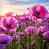Opium Fragrance Oil Scented Oils For Body, Soap Making, Candle Making, Lotion, Perfume, Diffuser BUY 4 GET 2 FREE